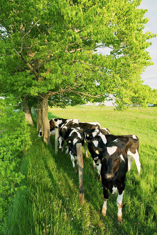 Cow Art Print featuring the photograph Dairy Cows by Shaunl