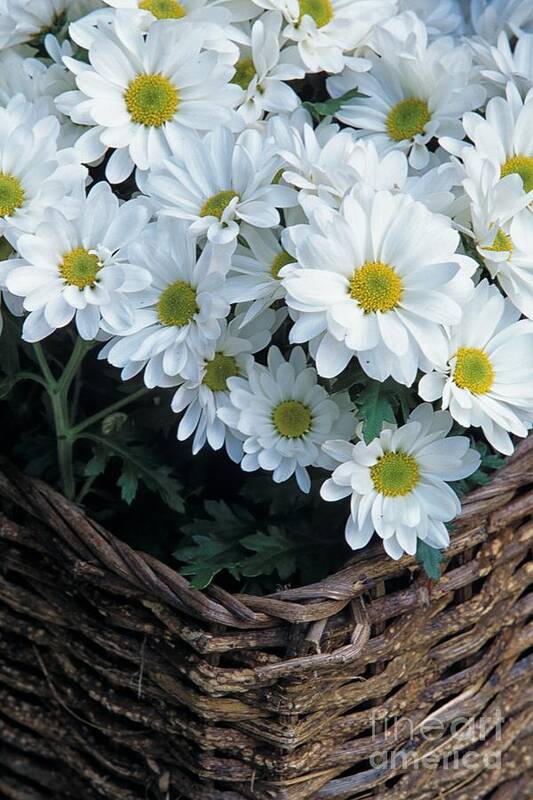 Daisy Art Print featuring the photograph Daisies in a Basket by John Harmon