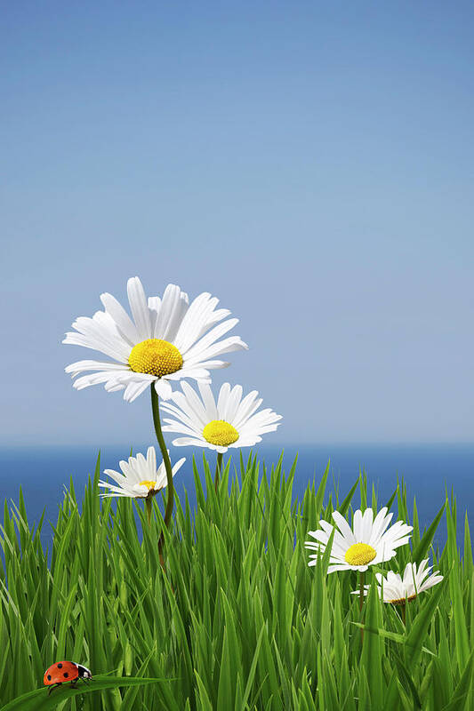 Grass Art Print featuring the photograph Daisies On A Cliff Edge by Andrew Dernie