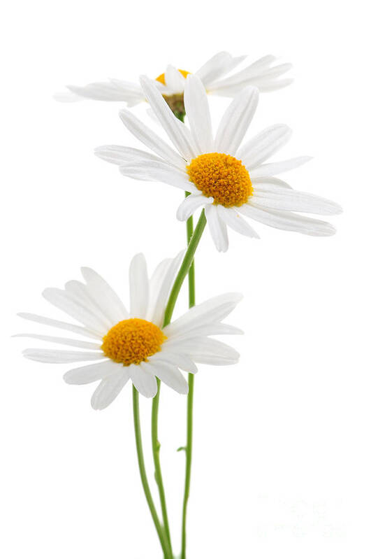 Daisy Art Print featuring the photograph Daisies on white background by Elena Elisseeva