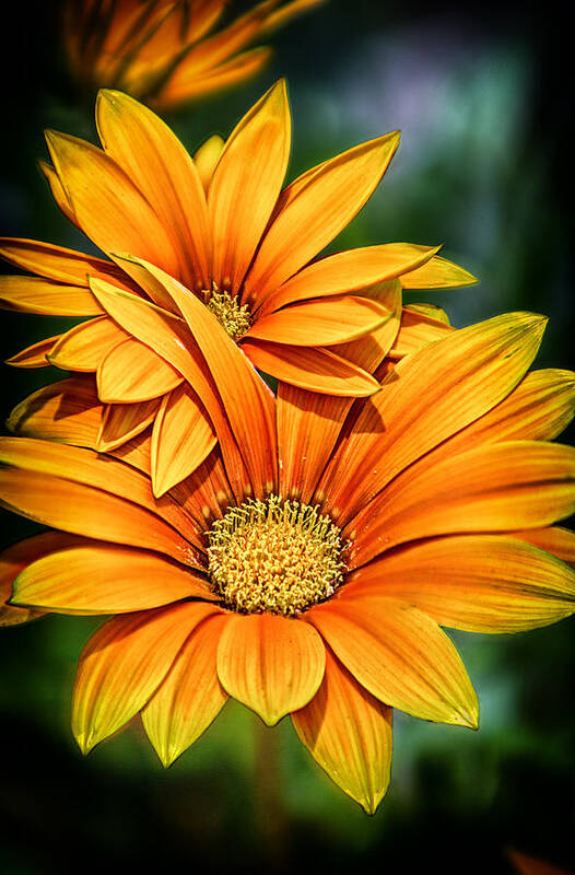 Flower Daisy Nature Summer Spring Grass Plant Green Garden Beauty Background Meadow White Floral Yellow Sun Beautiful Bloom Blossom Love Closeup Field Macro Fresh Sky Natural Season Blue Isolated Petal Flower Daisy Macro Summer Nature Spring Closeup Petal Plant Background Garden Beauty White Blossom Yellow Detail Flora Floral Green Chamomile Colours Bloom Season Leaf Isolated Beautiful Colourful Natural Fresh Meadow Art Print featuring the photograph Daisy Blend by John Swartz