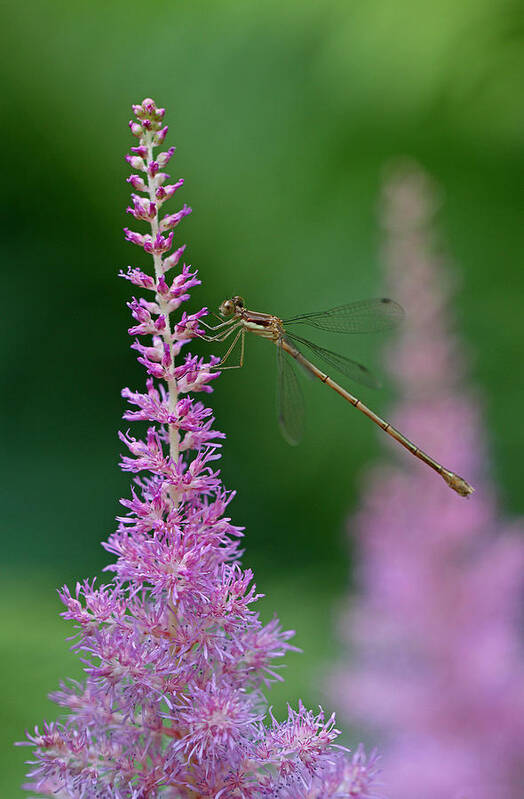 Damselfly Art Print featuring the photograph Damselfly by Juergen Roth