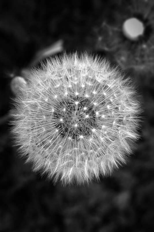 Dandelion Art Print featuring the photograph Dandelion 4 by Henry Kowalski