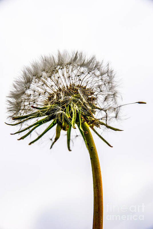 Blossom Art Print featuring the photograph Dandelion by Hannes Cmarits
