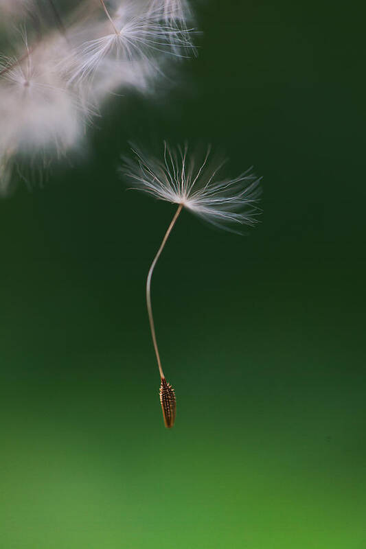 Lodi Art Print featuring the photograph Dandelion Seed Falling Down by Les Hirondelles Photography