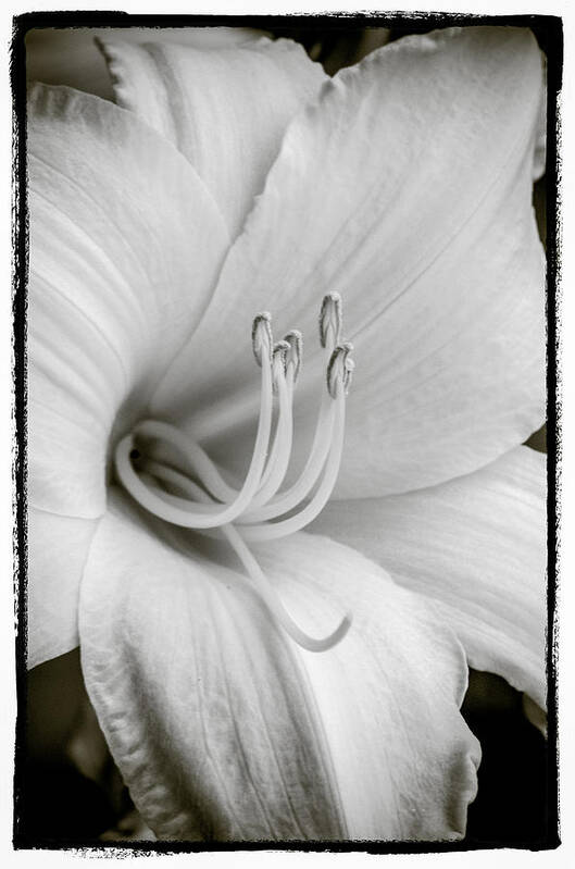 Day Lily Art Print featuring the photograph Day Lily by Craig Perry-Ollila