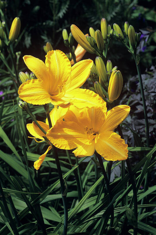 Hemerocallis 'cartwheels' Art Print featuring the photograph Daylilies (hemerocallis 'cartwheels') by Tony Wood/science Photo Library