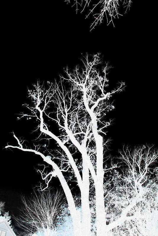 Tree Art Print featuring the photograph Dazmiint by Alex Blaha