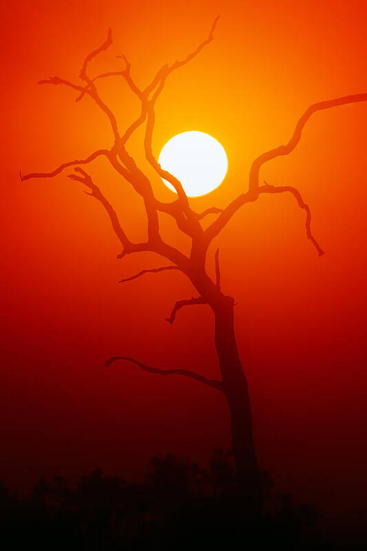 Tree Art Print featuring the photograph Dead Tree silhouette and glowing sun by Johan Swanepoel