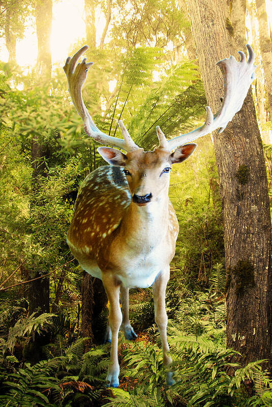 Deer Art Print featuring the photograph Deer Ferns by Glen Johnson