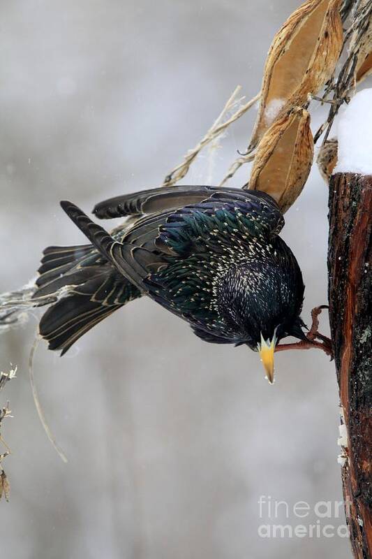 Bird Art Print featuring the photograph Delicate Balance by Rick Rauzi