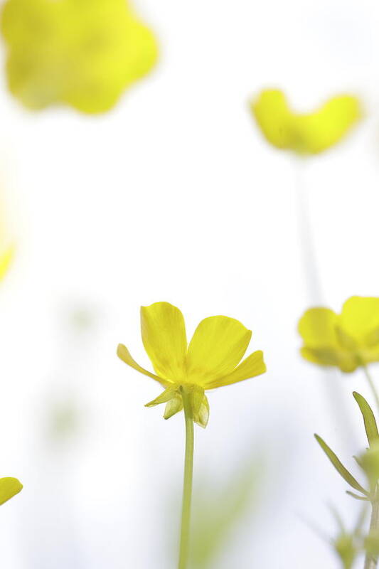 Beautiful Art Print featuring the photograph Delicate buttercup blossom by Ulrich Kunst And Bettina Scheidulin