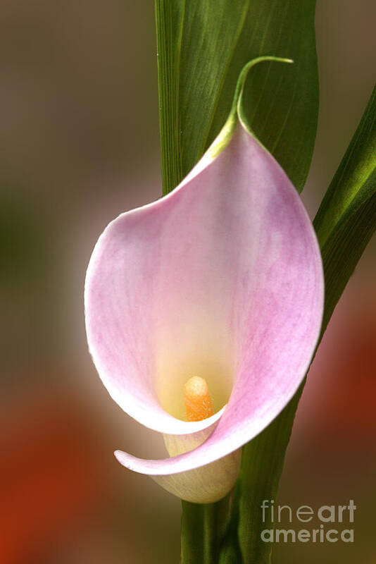Calla Lily Art Print featuring the photograph Delicate Pink Calla Lilly by Deborah Smolinske