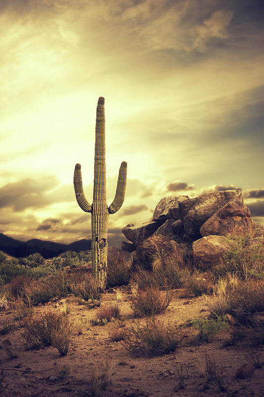 Saguaro Cactus Art Print featuring the photograph Desert Cactus - Classic Southwest by Hillaryfox