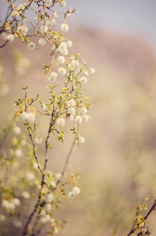 Creosote Art Print featuring the photograph Desert Delicates by Heather Applegate