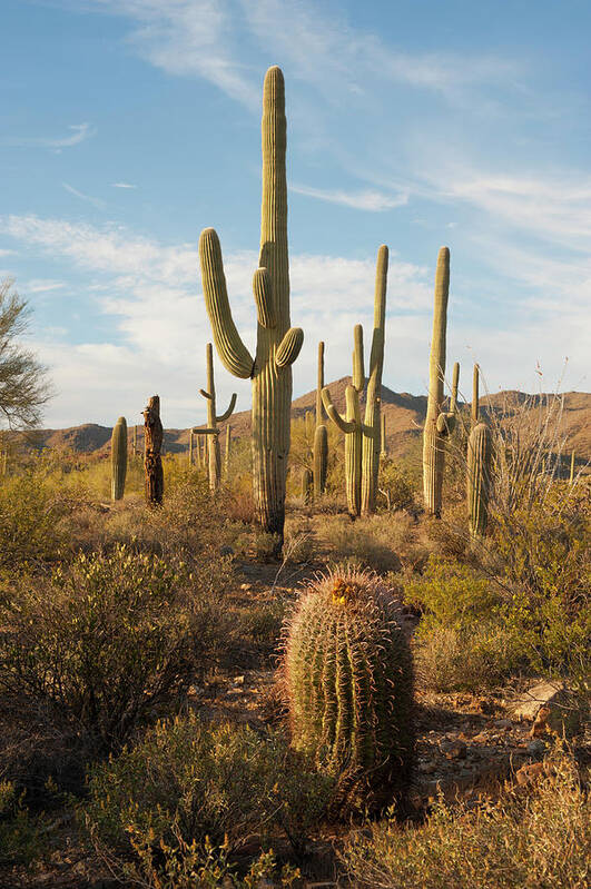 Saguaro Cactus Art Print featuring the photograph Desert Vegetation by Chapin31