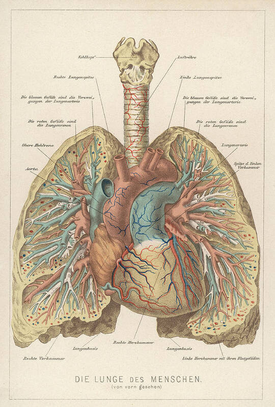 The Picture Lungs Pixels by Evans Print Detailed - Of Diagram Mary Art Library