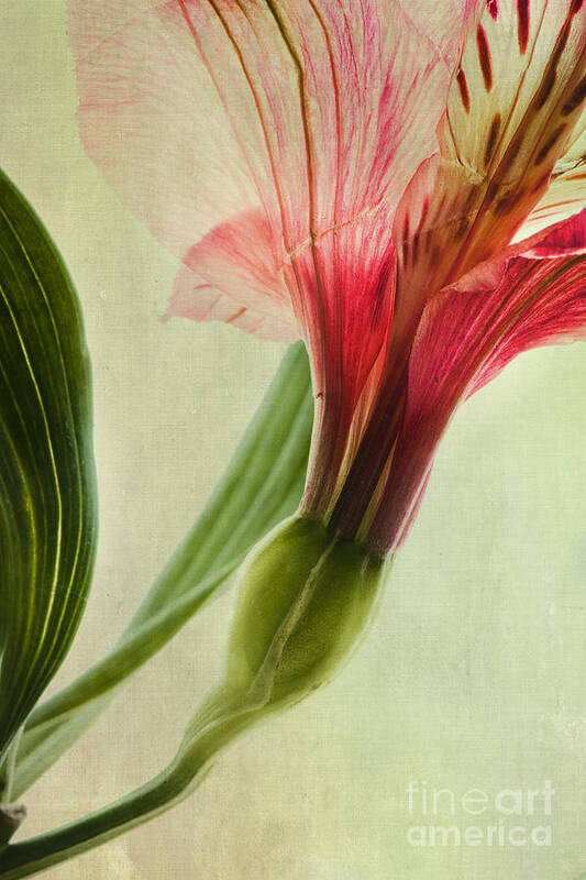 Peruvian Lily Art Print featuring the photograph Dim Colours by Priska Wettstein