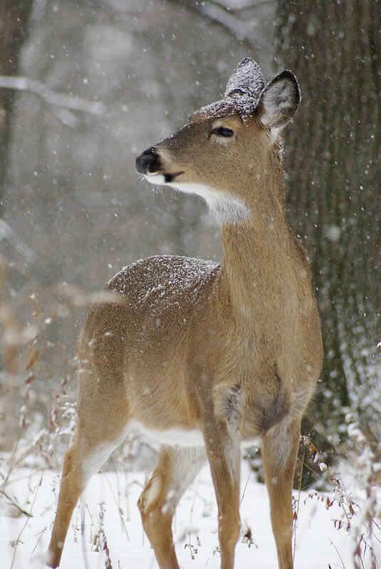 White-tail Art Print featuring the photograph Doe in the Snow by Larry Bohlin
