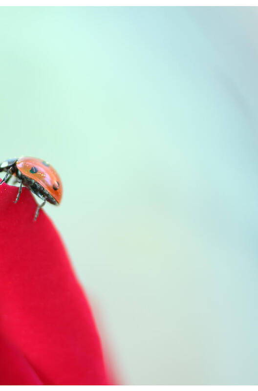 Ladybug Art Print featuring the photograph Don't Give Up by The Art Of Marilyn Ridoutt-Greene