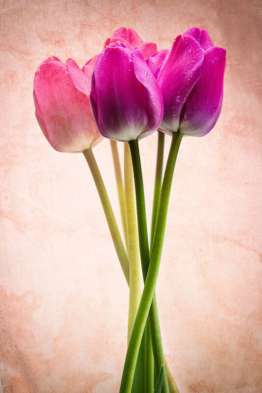 Tulip Art Print featuring the photograph Doubled By Two by Marvin Mast