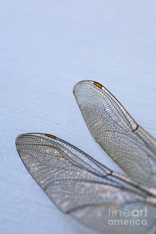Dragonfly Art Print featuring the photograph Dragonfly Wings 3 by Jan Bickerton