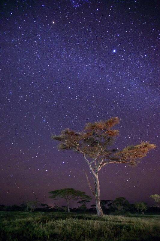 Scenics Art Print featuring the photograph Dreaming In Tanzania by Shaadi Faris