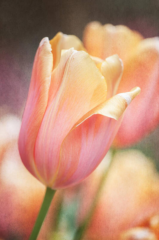 Tulips Art Print featuring the photograph Dreamsicle Tulip by Jeff Abrahamson