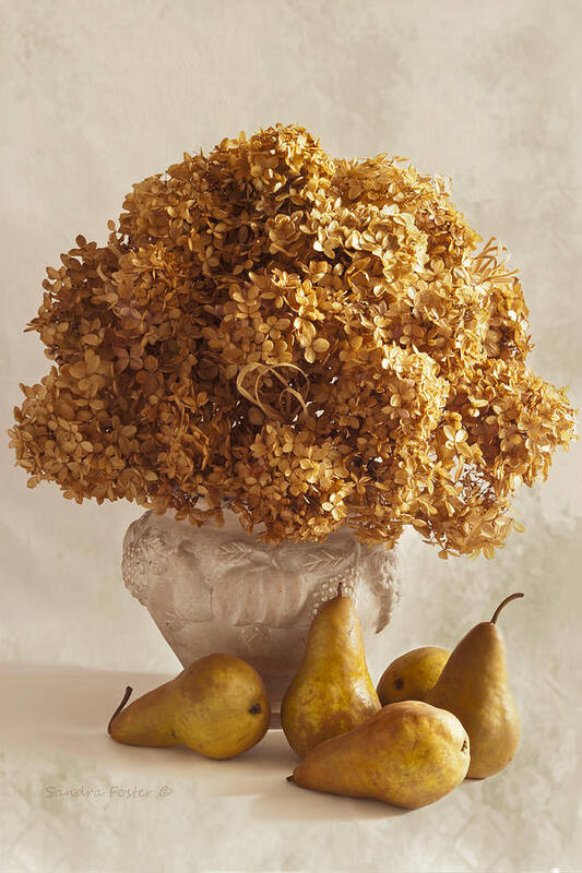 Hydrangea Art Print featuring the photograph Dried Hydrangeas And Pears Still Life by Sandra Foster