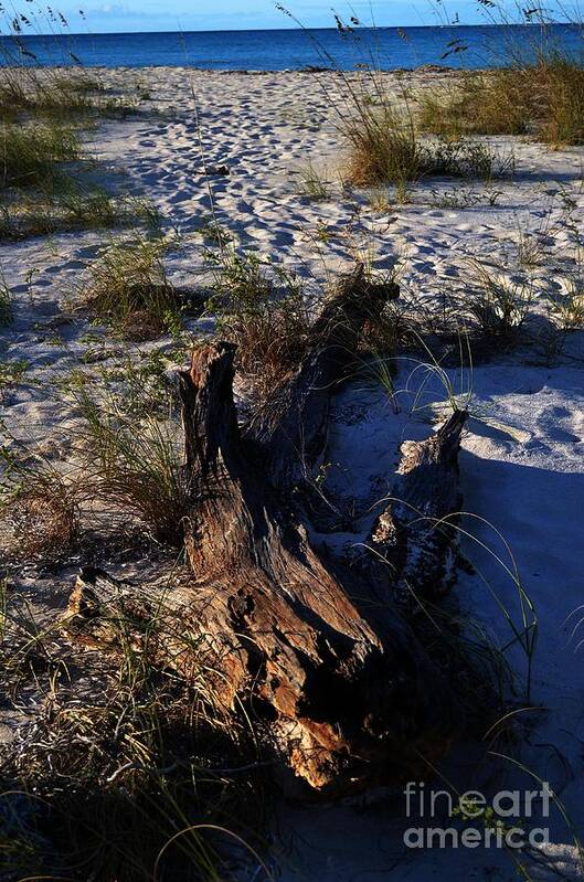 Turks And Caicos Art Print featuring the photograph Drift Wood by Judy Wolinsky