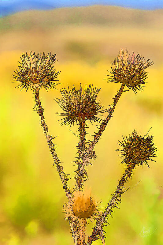 Wildflower Art Print featuring the photograph Dry Brown Thistle by Jerry Nettik