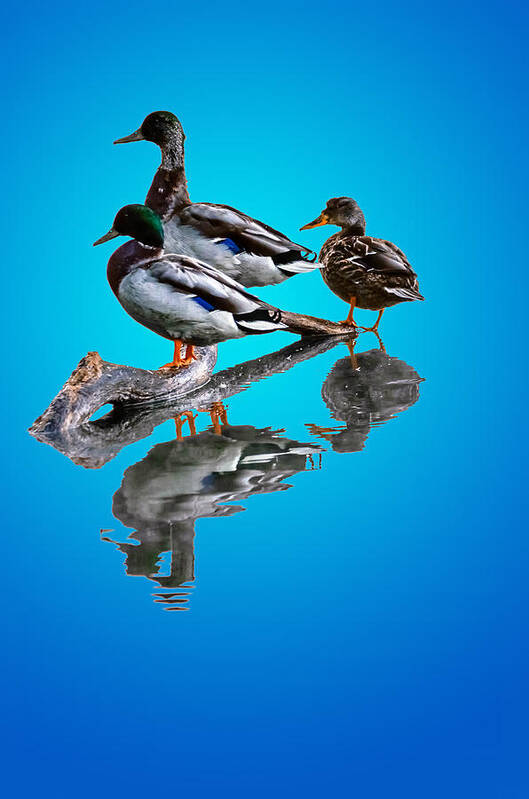 Anas Platyrhynchos Art Print featuring the photograph Ducks by Brian Stevens