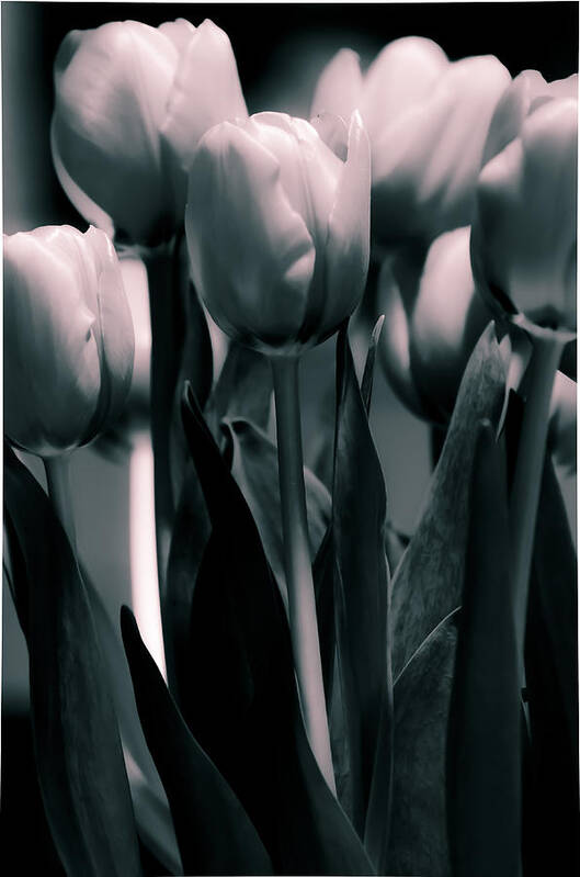 Dual Toned Art Print featuring the photograph Duo-toned Tulip by Craig Perry-Ollila