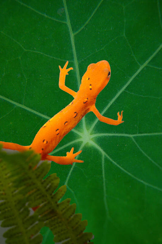 Salamander Art Print featuring the photograph Eastern Newt on Leaf by Douglas Barnett