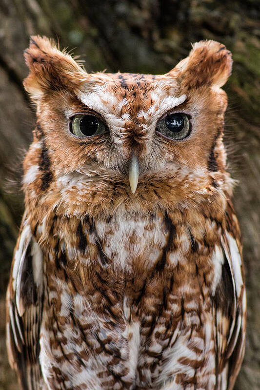 Owl Art Print featuring the photograph Eastern Screech Owl by Dale Kincaid