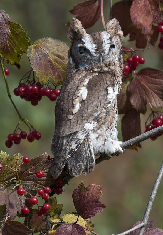 Eastern Screech Owl Art Print featuring the photograph Eastern Screech Owl Red and Gray Phases by Paul Cannon