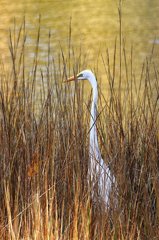 Wildlife Art Print featuring the photograph Egret in the Grass by William Selander