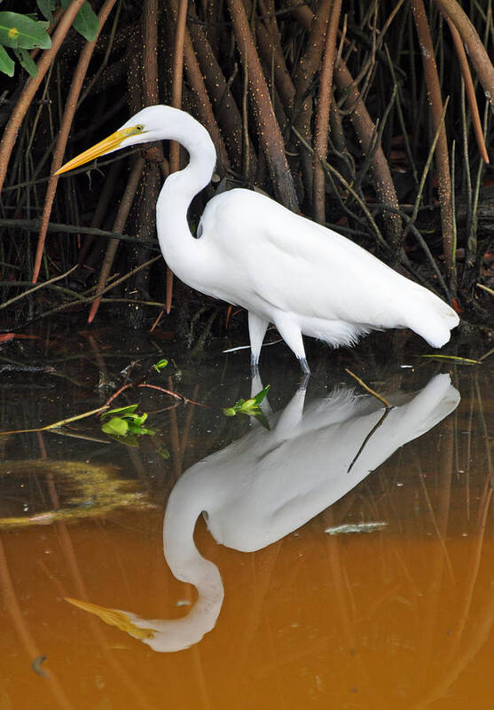 Florida Art Print featuring the photograph Egret Reflected in Orange Waters by Bruce Gourley