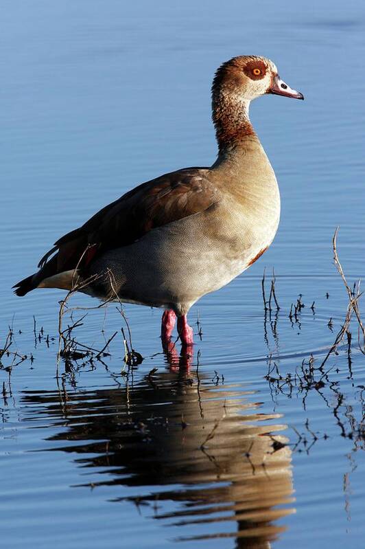 Egyptian Goose Art Print featuring the photograph Egyptian Goose by Steve Allen/science Photo Library