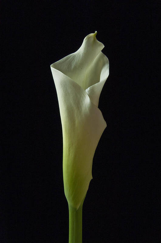 Cala Lilly Art Print featuring the photograph Elegance Calla Lily by Ron White