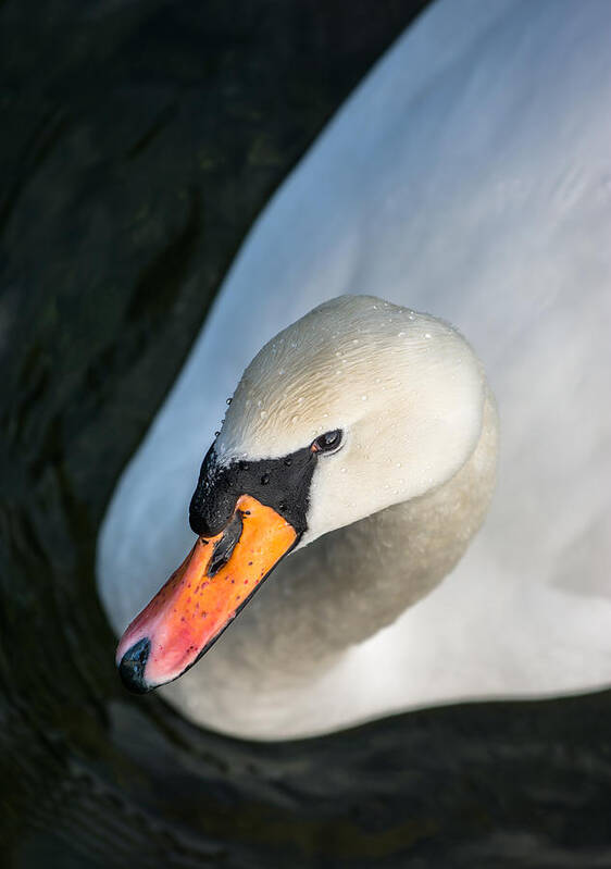 Swan Art Print featuring the photograph Elegant Swan by Andreas Berthold