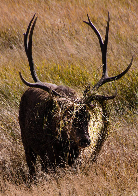 Elk Art Print featuring the photograph Elk Hairdo by Cathy Donohoue