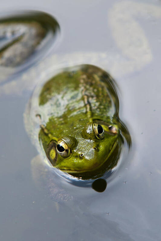 Frog Art Print featuring the photograph Emerging Green by Christina Rollo