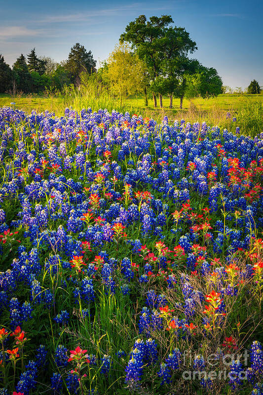 America Art Print featuring the photograph Ennis Bluebonnets by Inge Johnsson
