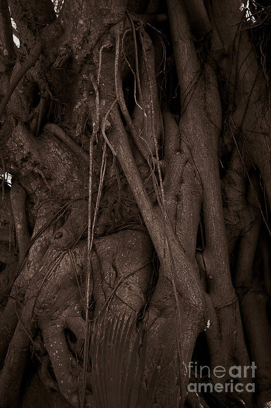 Banyan Art Print featuring the photograph Entwined by Kathi Shotwell