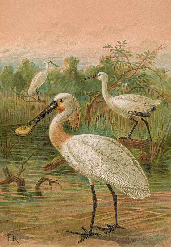 Eurasian Spoonbill Art Print featuring the painting Eurasian Spoonbill by Dreyer Wildlife Print Collections 