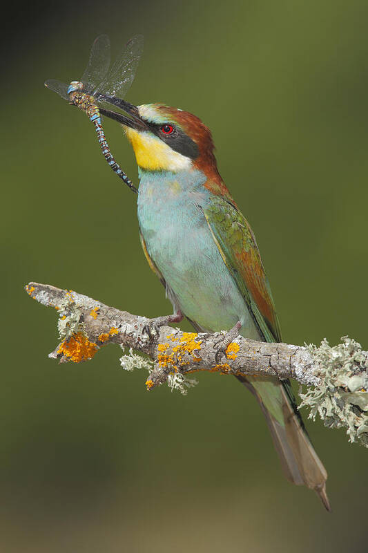 Bia Art Print featuring the photograph European Bee-eater With Dragonfly Prey by Andres M. Dominguez