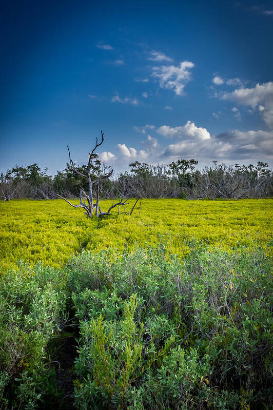 Everglades Art Print featuring the photograph Everglades Tree by Christopher Perez