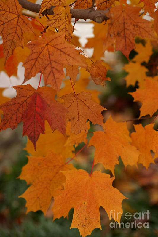 Autumn Art Print featuring the photograph Every Leaf Speaks Bliss To Me by Linda Shafer