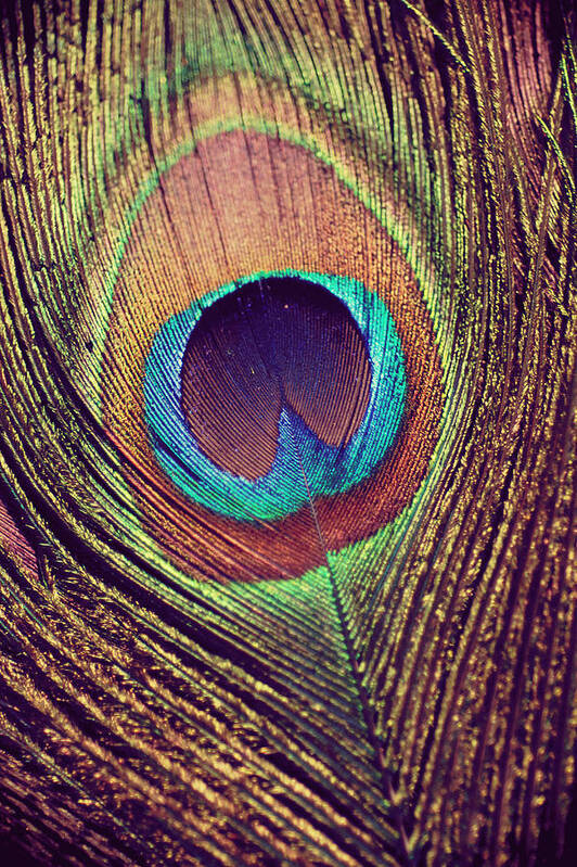Peacock Art Print featuring the photograph Peacock feather by Nastasia Cook